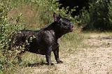 BOULEDOGUE FRANCAIS 052